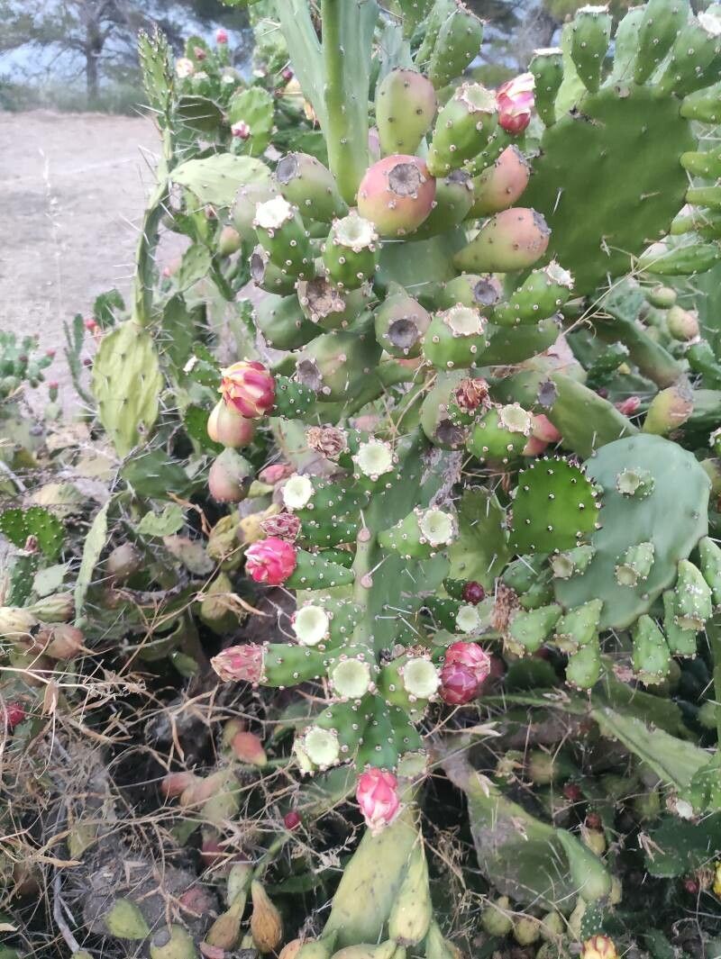 Opuntia bonaerensis fruit