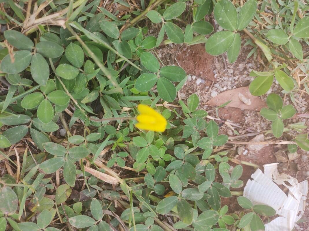 Arachis repens flower