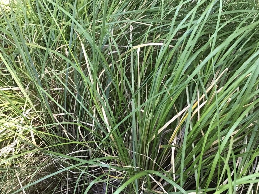 Pennisetum macrourum leaf