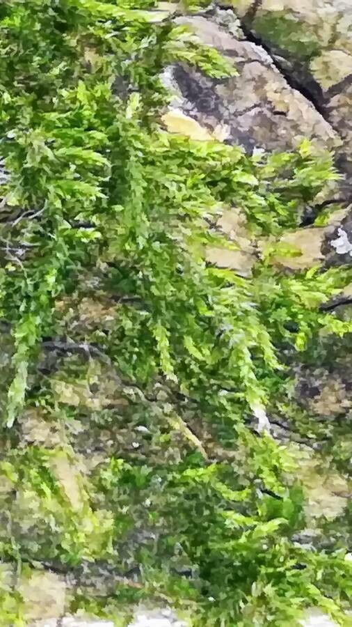 Hypnum cupressiforme leaf