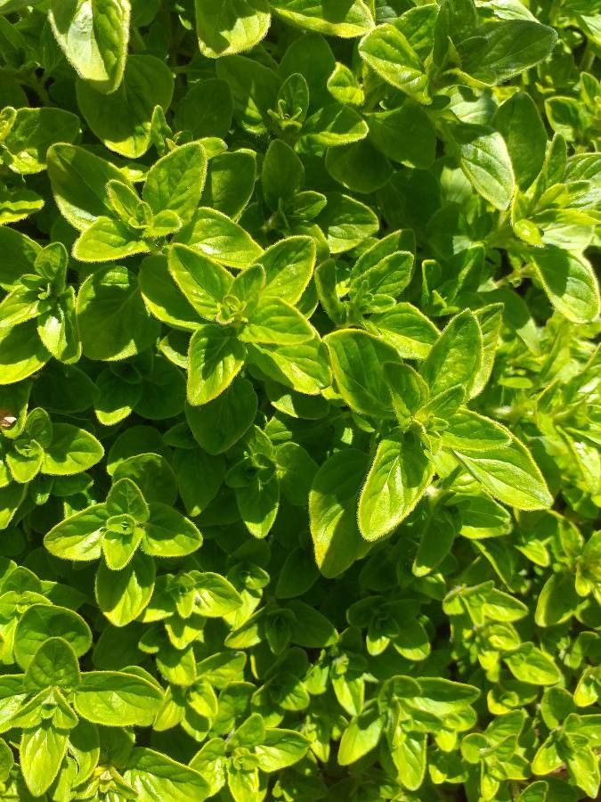 Stephanandra incisa leaf