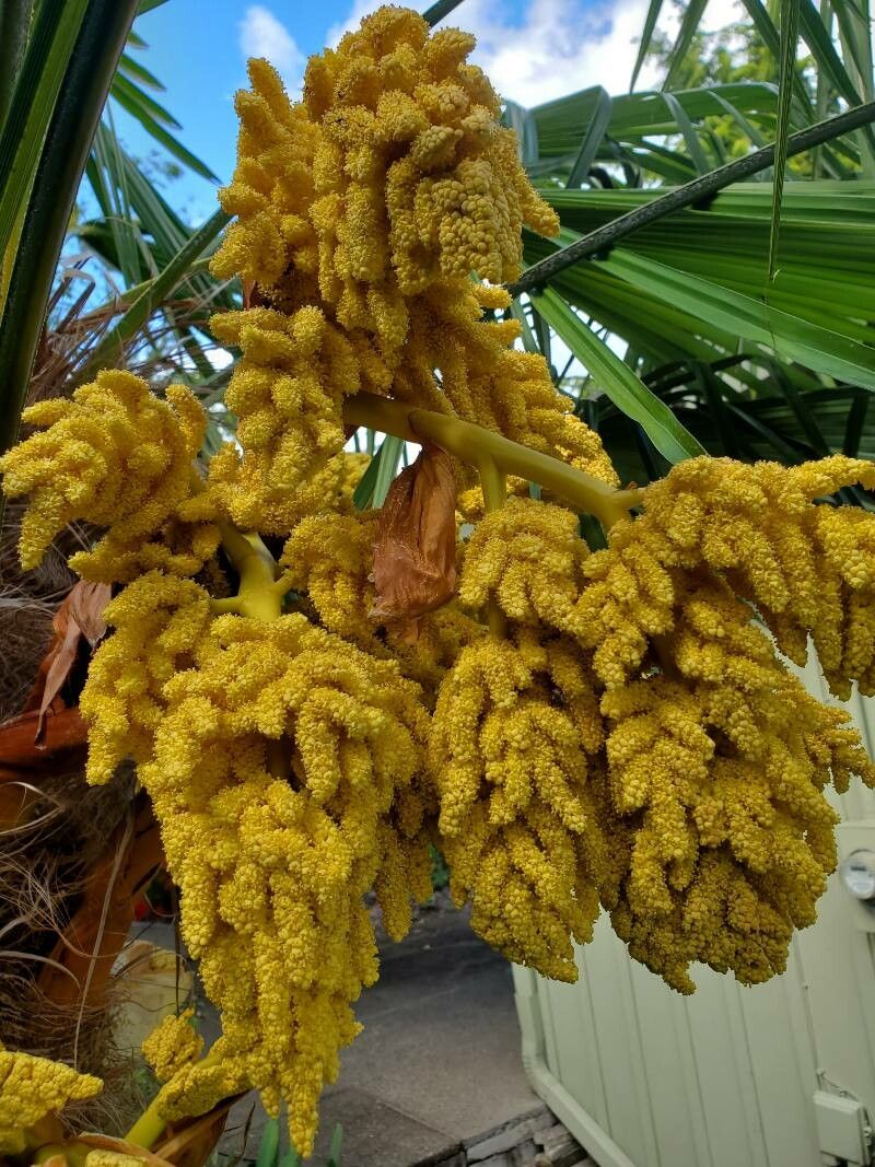 Borassus flabellifer flower
