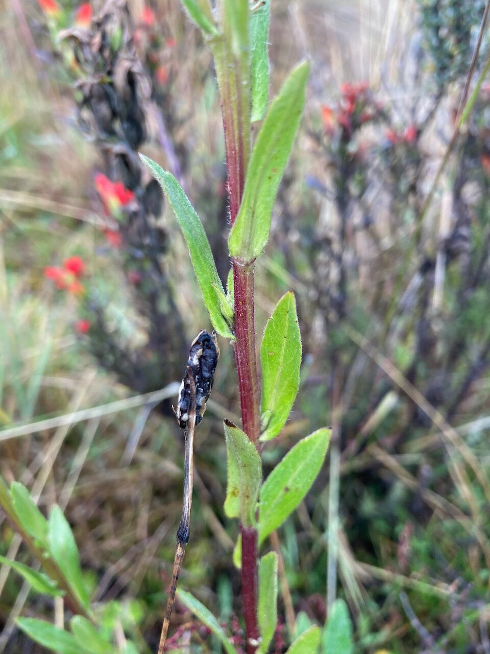 Erigeron popayanensis — search result for 'Erigeron'