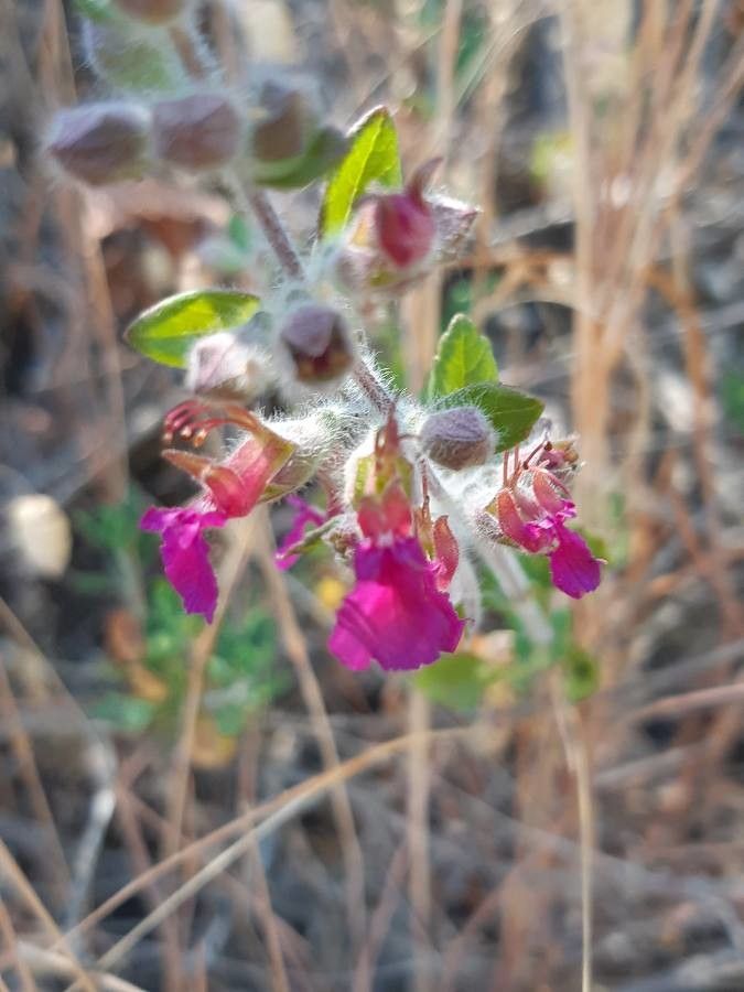 Teucrium divaricatum flower