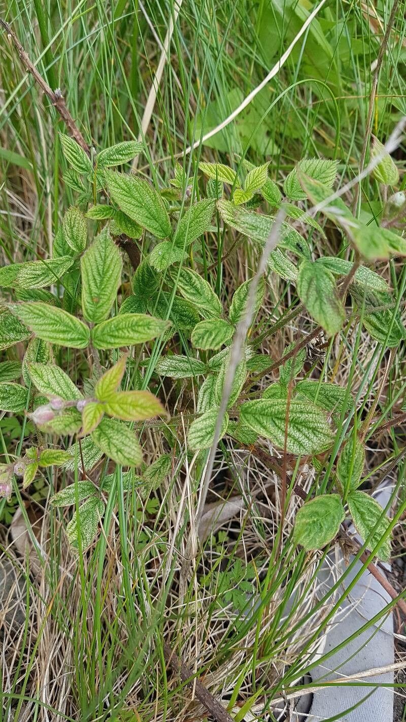 Rubus ferus — houseplant care guide