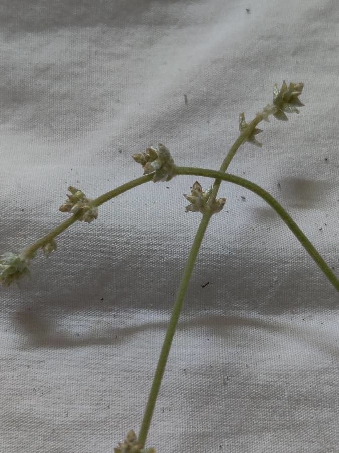 Froelichia gracilis flower