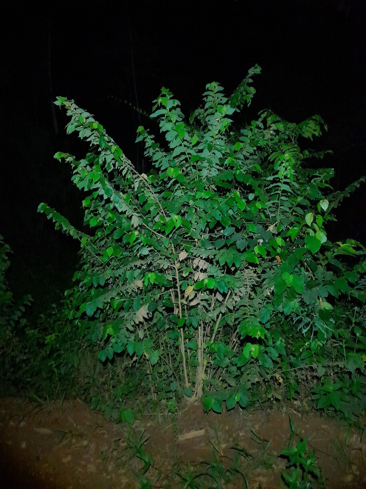 Helicteres pentandra habit