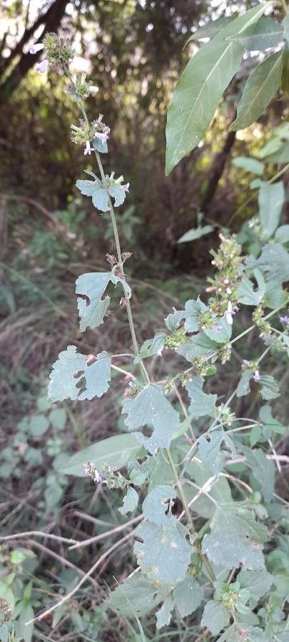Hyptis mutabilis habit