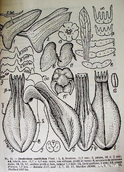 Dendrobium vandifolium other