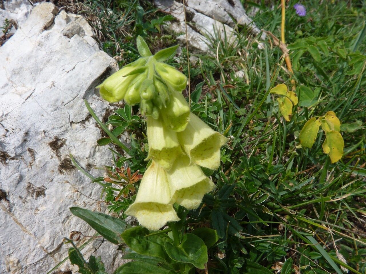 Digitalis grandiflora flower