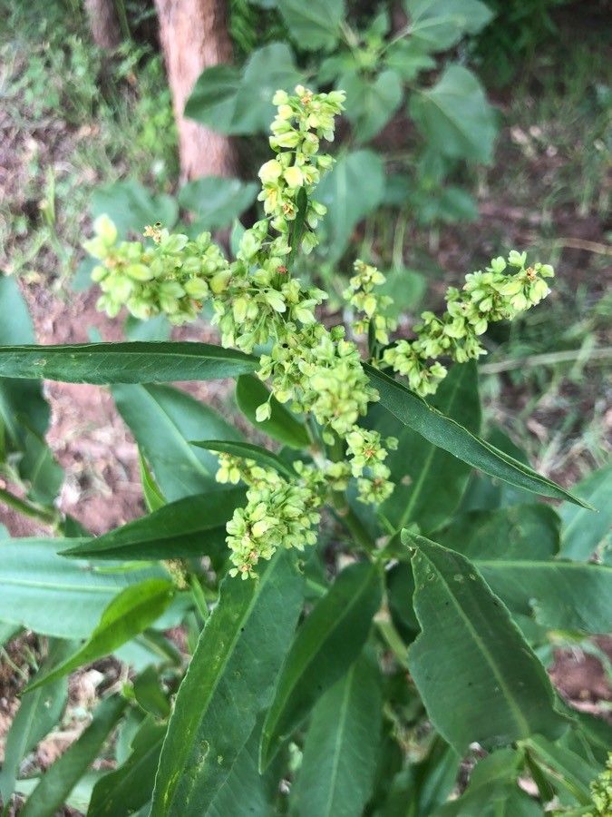 Rumex altissimus flower