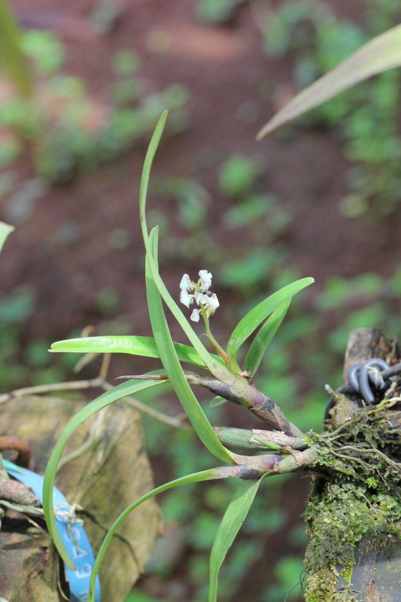 Polystachya elegans habit
