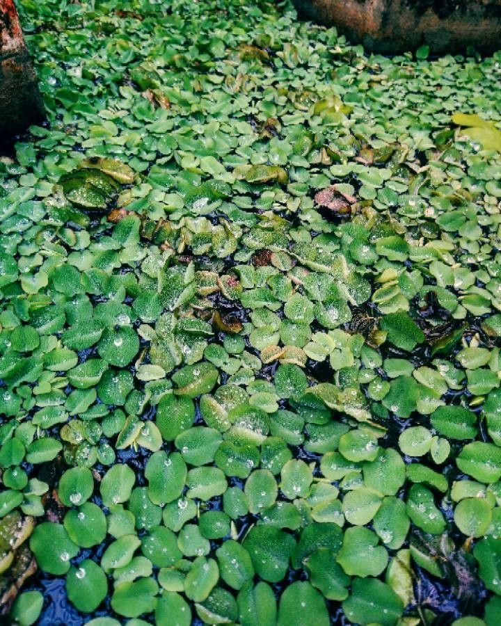 Salvinia natans leaf