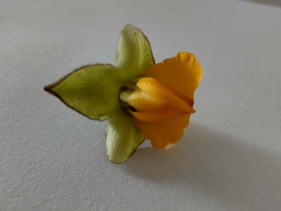 Centrolobium tomentosum flower