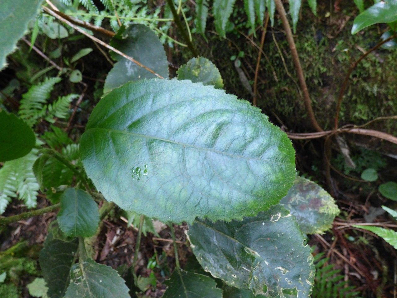 Boehmeria stipularis leaf