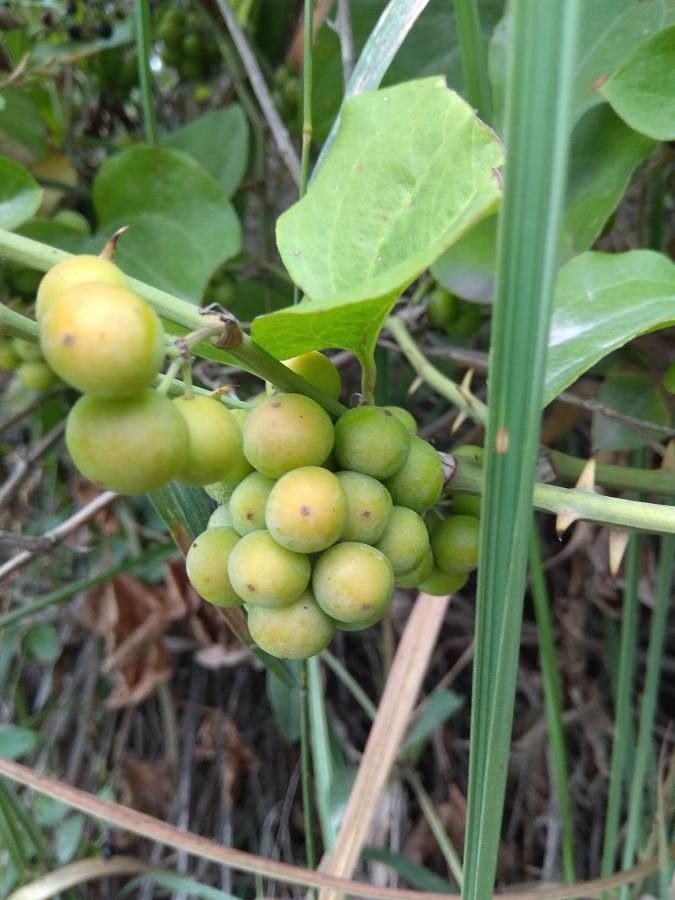 Smilax excelsa fruit