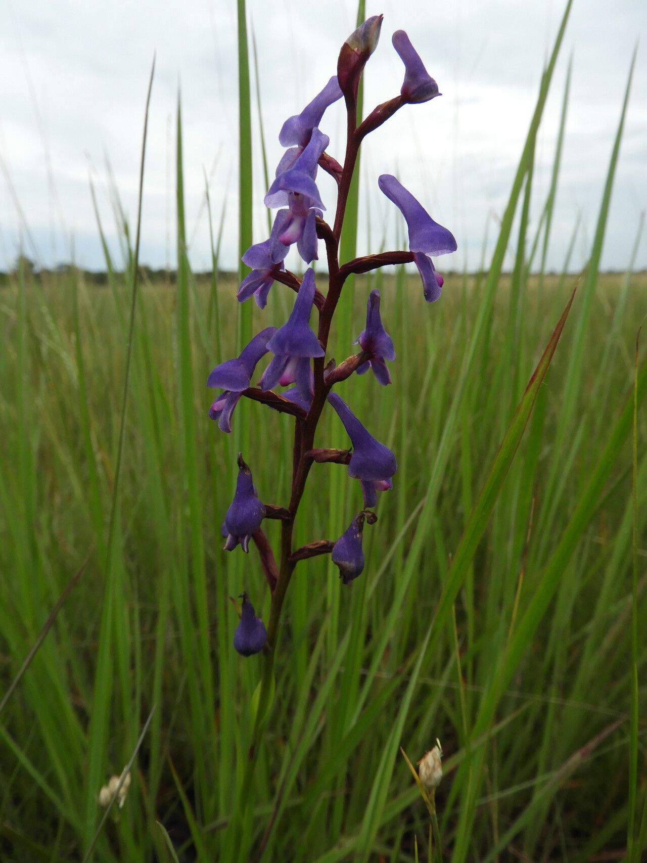 Disa equestris — houseplant care guide