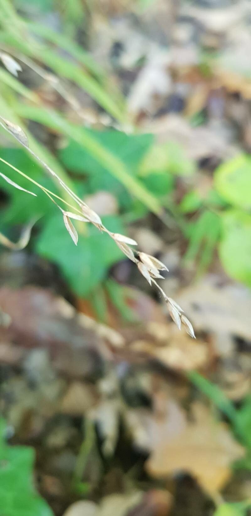 Melica uniflora fruit