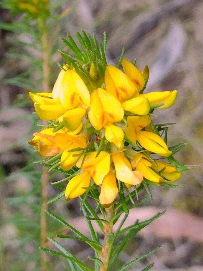 Phyllota phylicoides flower
