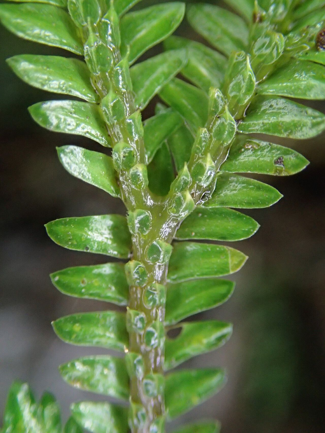Selaginella molliceps — houseplant care guide