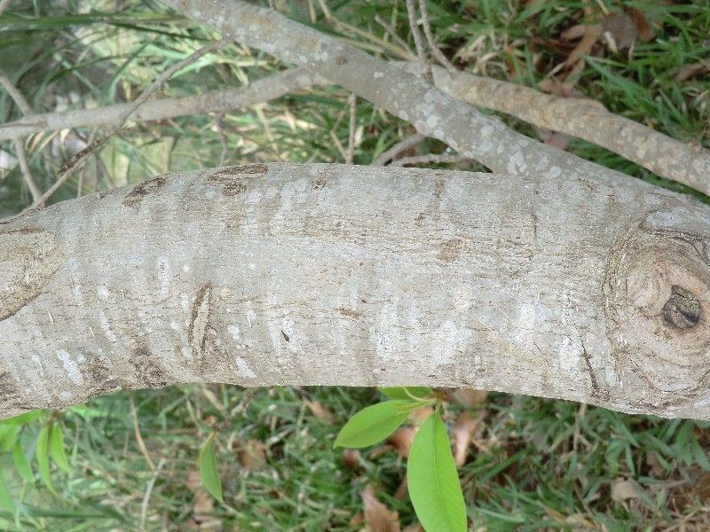Michelia champaca bark