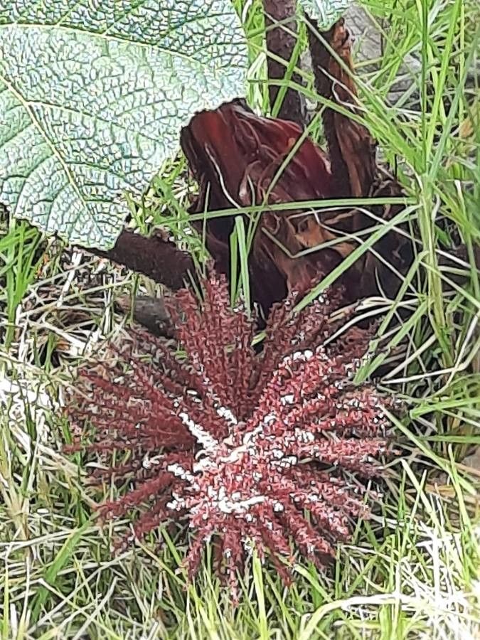 Gunnera insignis flower
