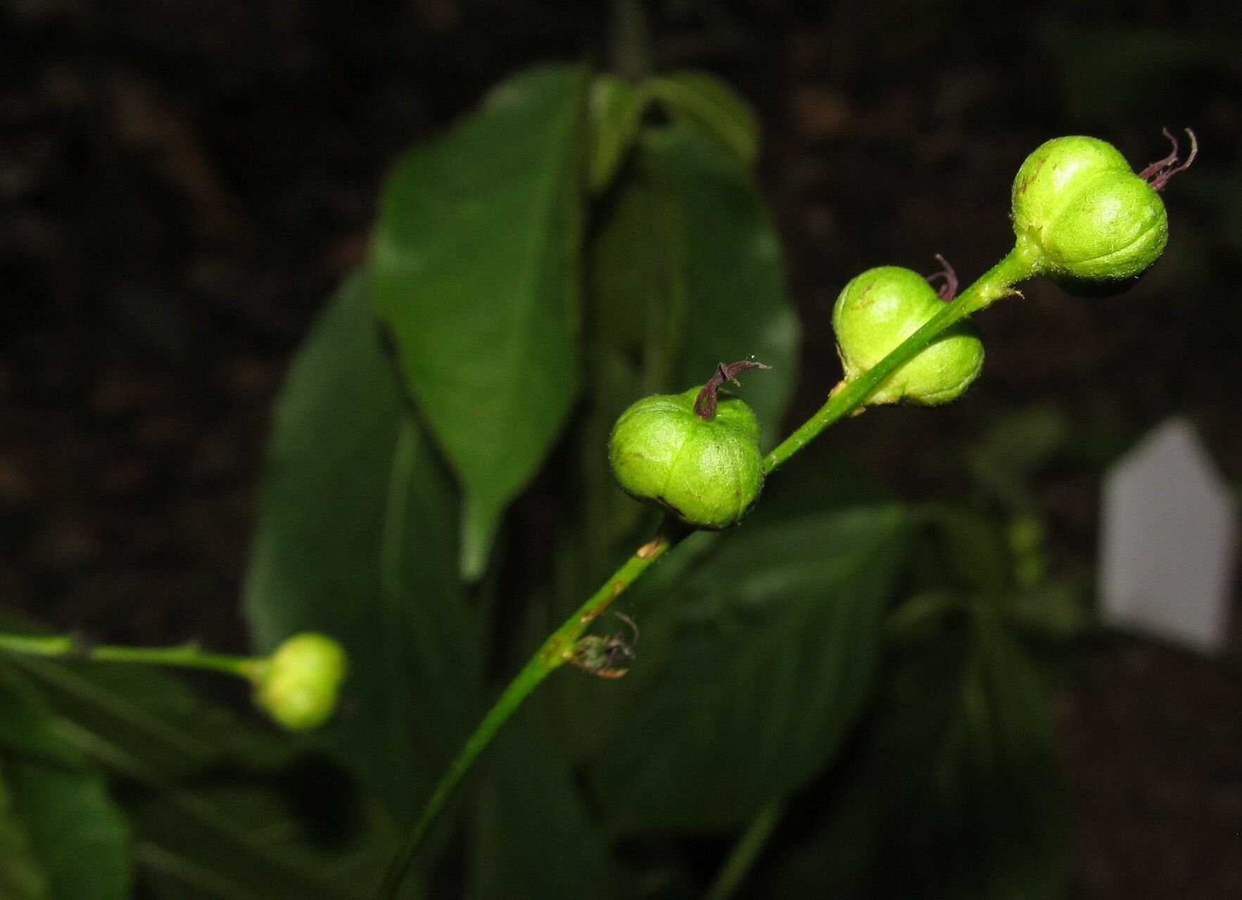 Alchornea laxiflora — houseplant care guide