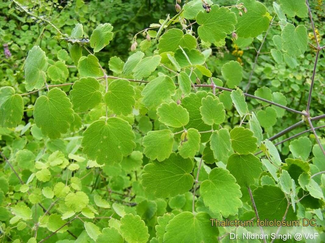 Thalictrum foliolosum — houseplant care guide