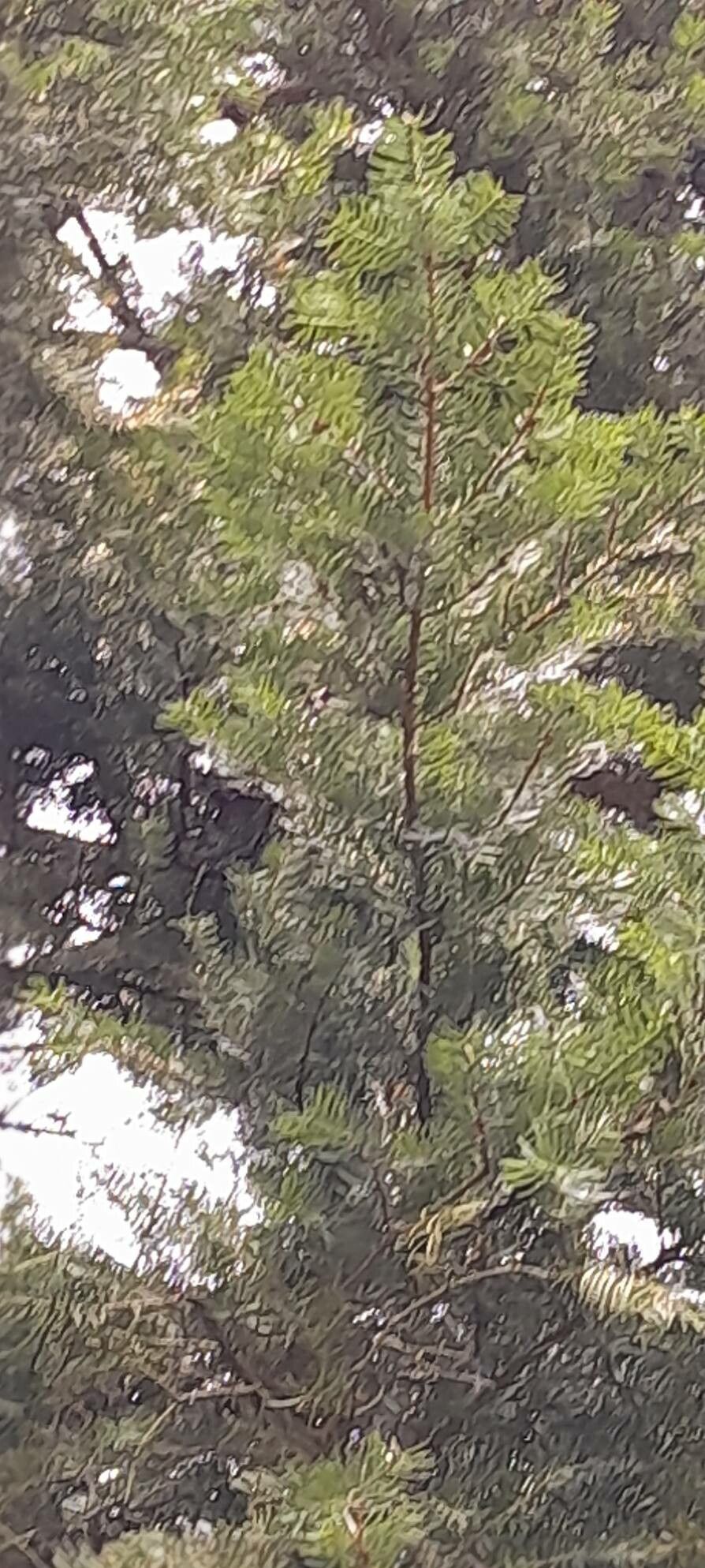 Abies holophylla — houseplant care guide