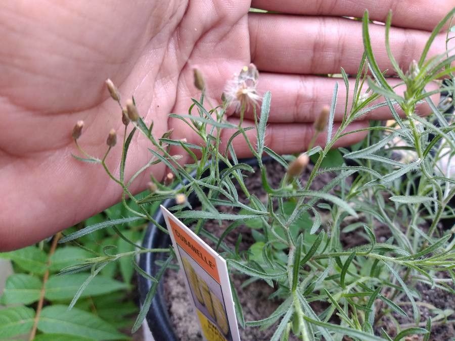 Erigeron divaricatus fruit