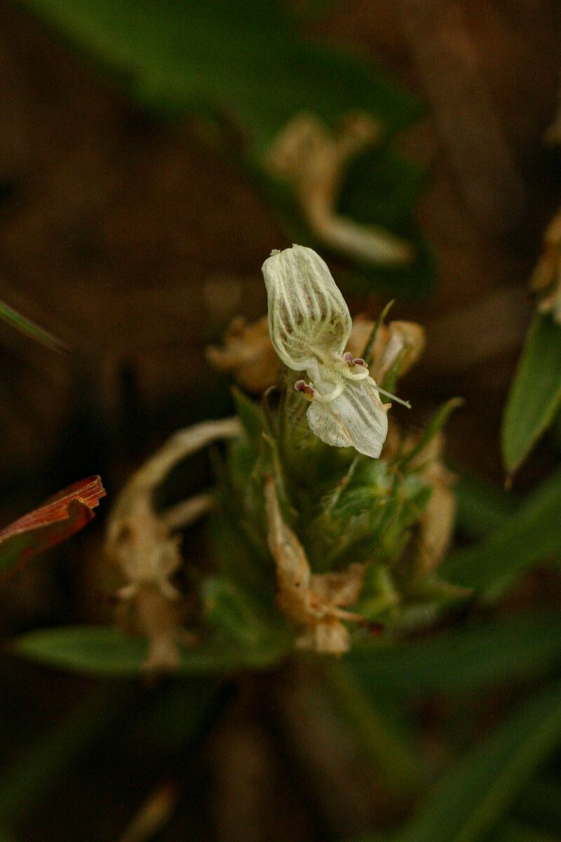 Dicliptera melleri — houseplant care guide