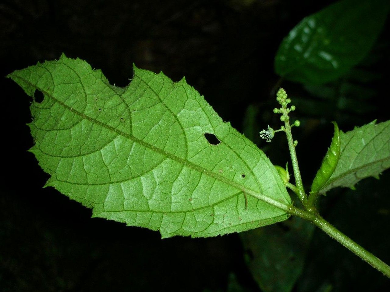 Croton brevipes leaf