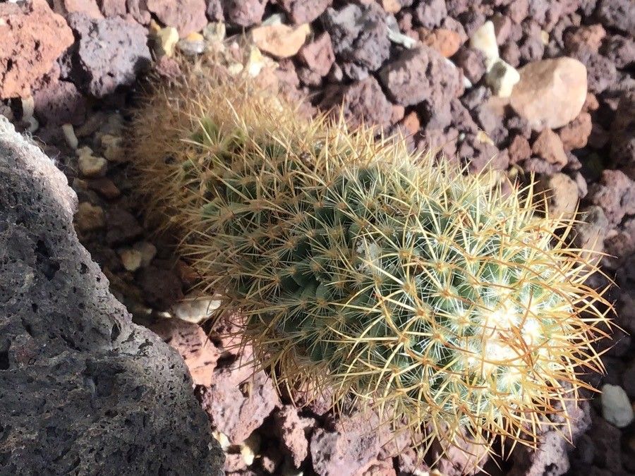 Mammillaria backebergiana leaf
