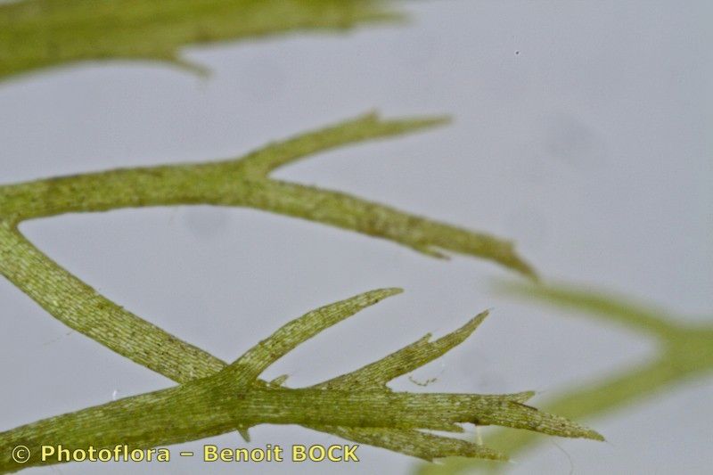 Utricularia ochroleuca bark