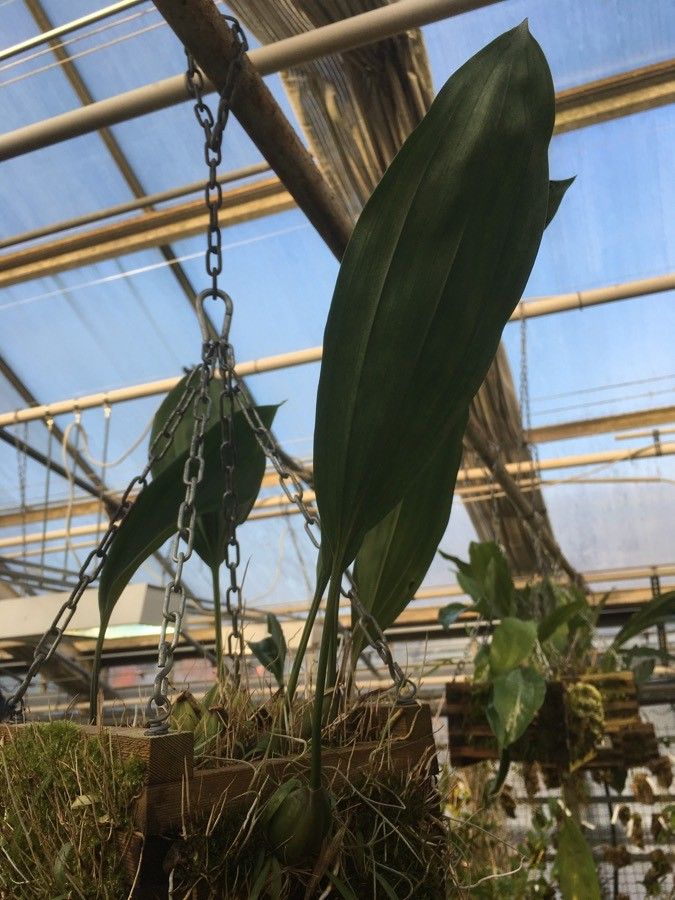 Stanhopea tigrina leaf