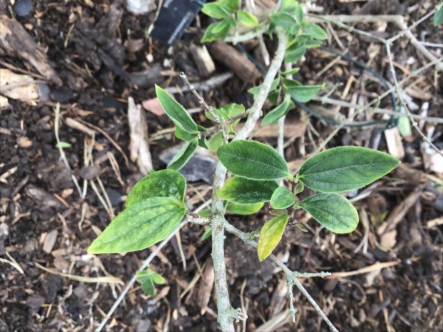 Philadelphus microphyllus leaf