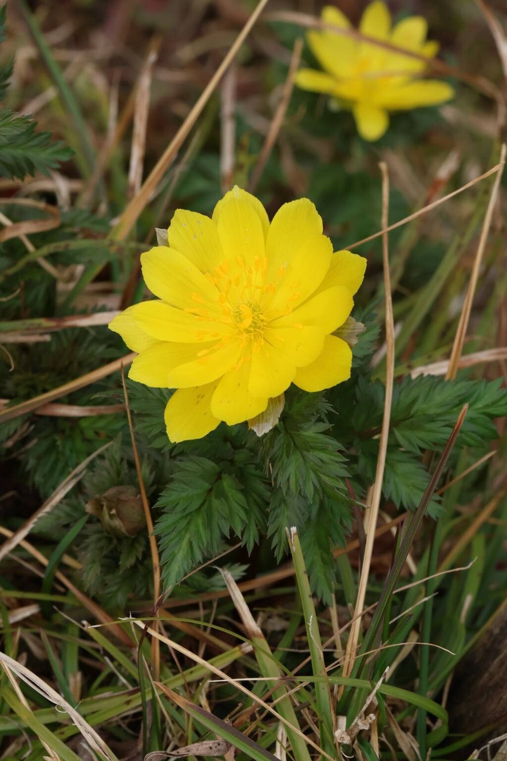 Adonis shikokuensis — search result for 'Adonis'