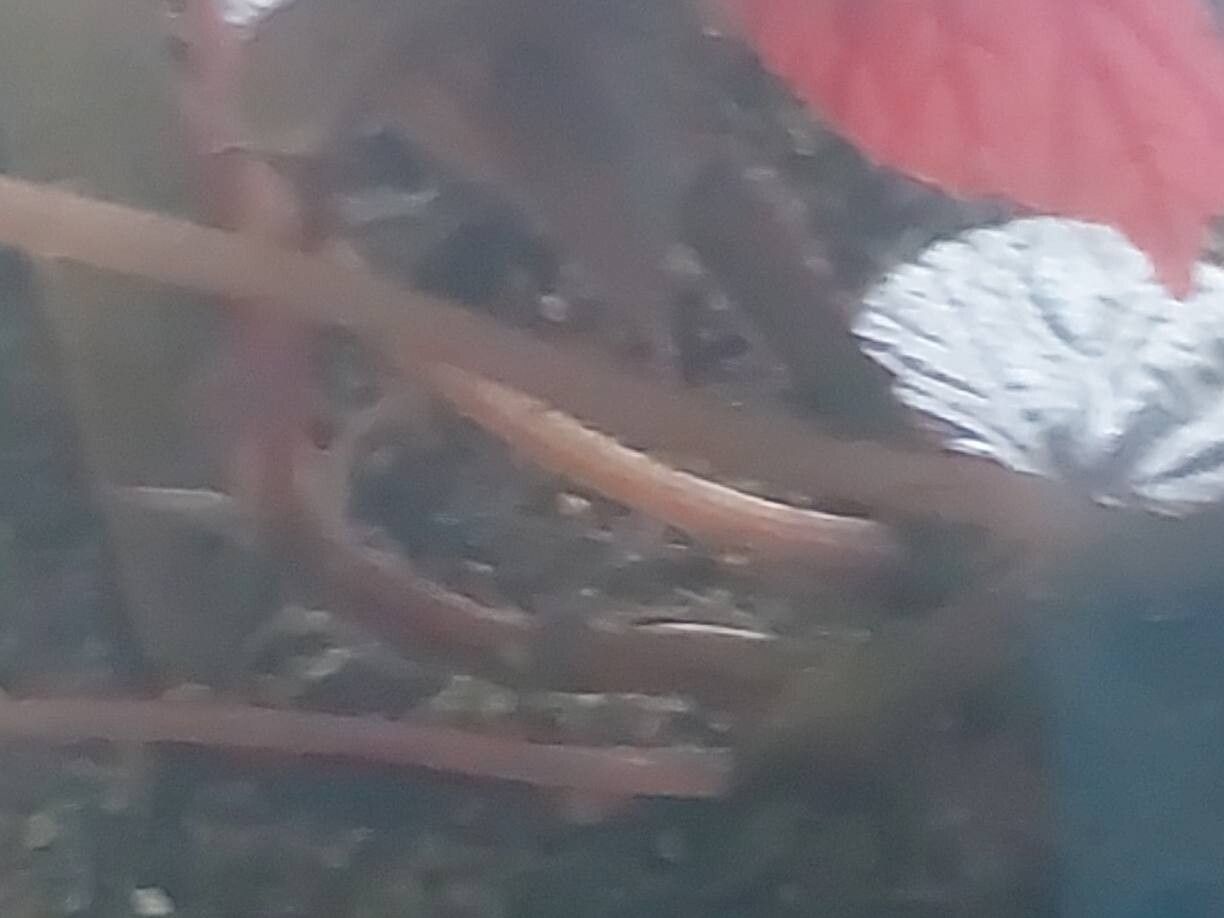 Begonia aketajawensis bark