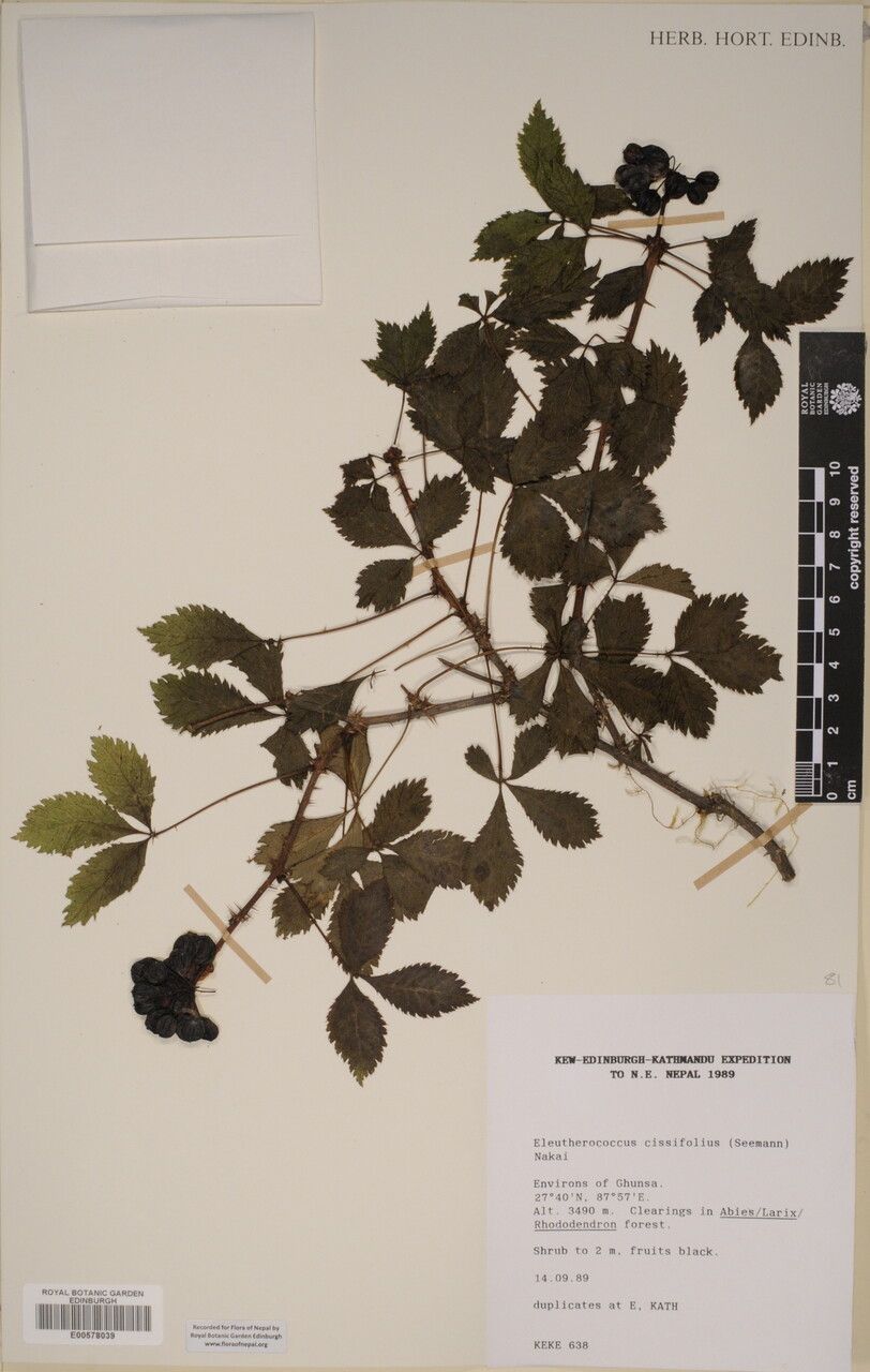 Eleutherococcus cissifolius other