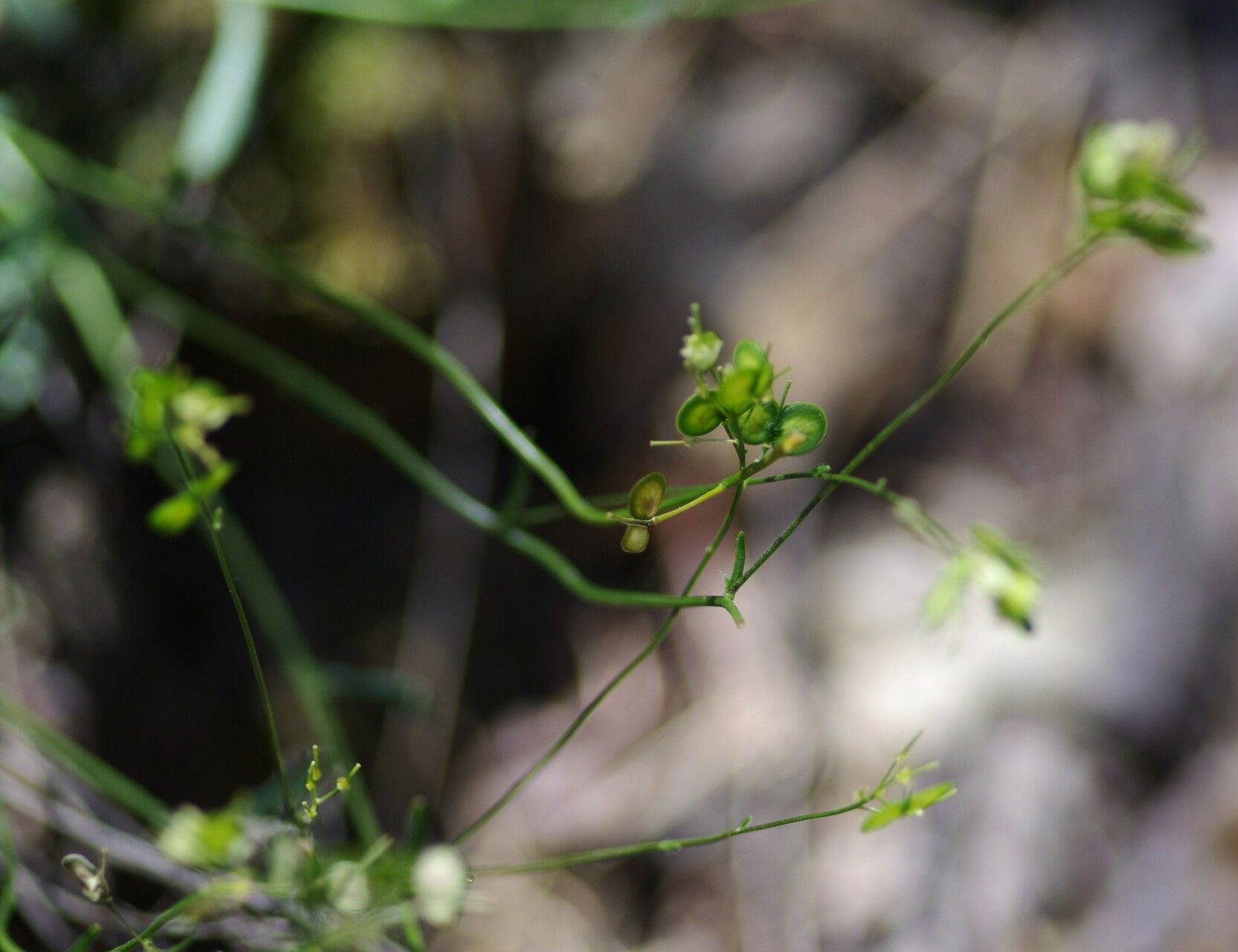 Biscutella atropurpurea fruit