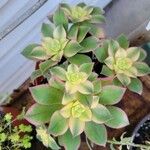Aeonium haworthii