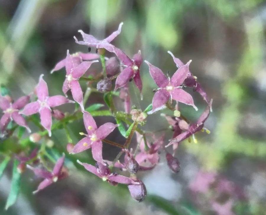 Galium taygeteum flower
