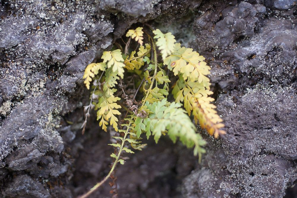 Asplenium lividum habit
