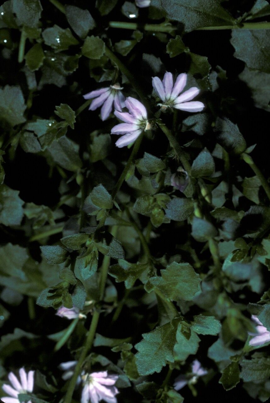 Scaevola striata — search result for 'Scaevola'