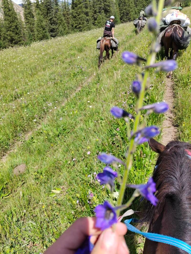Delphinium iliense flower