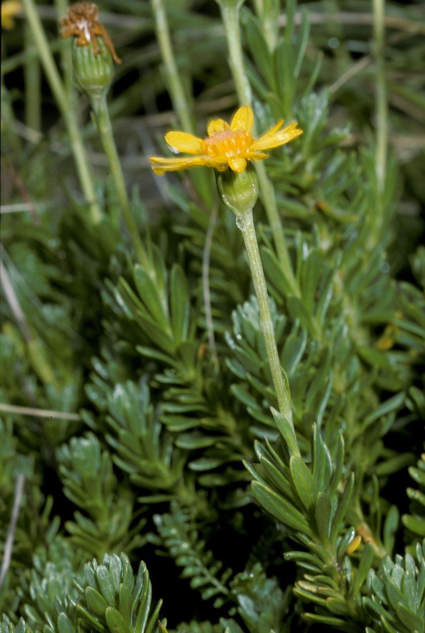 Senecio chionophilus — houseplant care guide