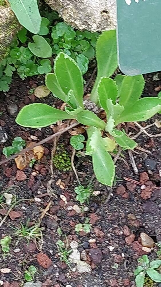 Primula rusbyi — search result for 'Primula'