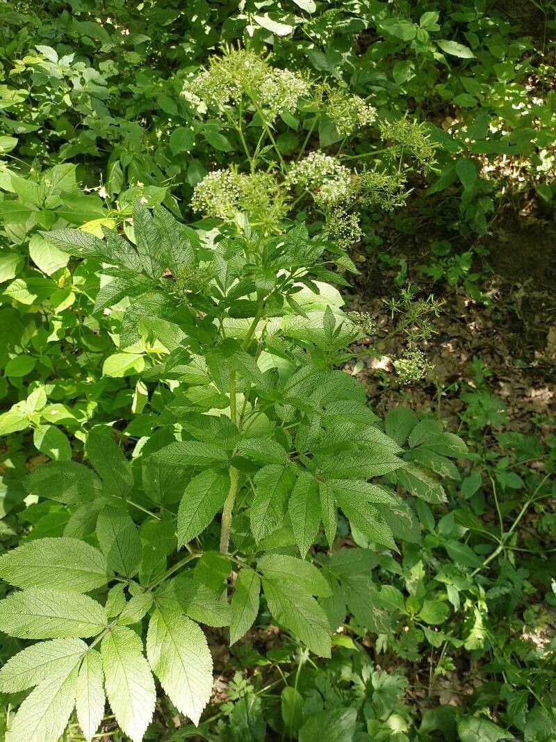 Chaerophyllum aromaticum leaf