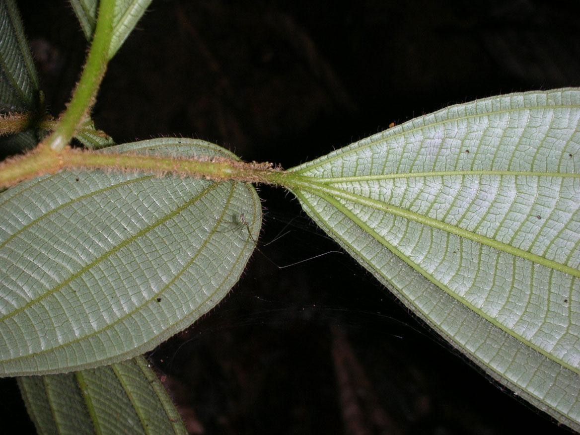 Clidemia hammelii leaf
