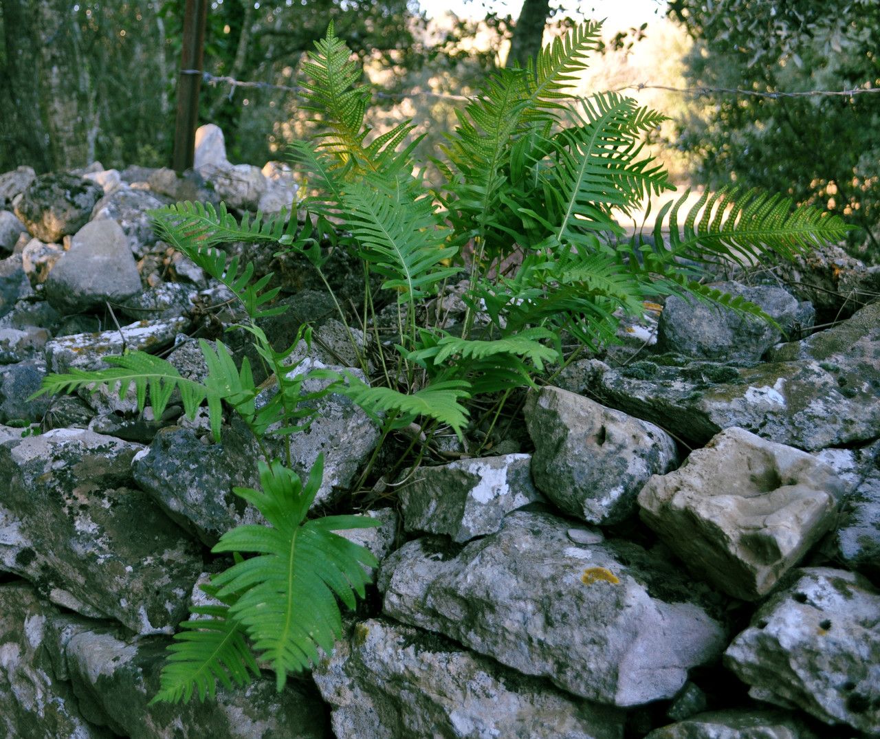 Polypodium interjectum flower